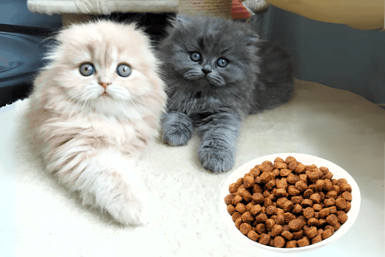 MaxiCat Premium sausas Reico maistas katėms šalto spaudimo