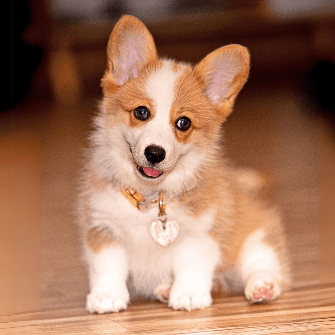 Adorable corgi puppy with a heart-shaped tag sitting on wooden floor, looking at camera.