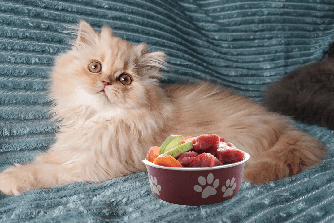 Konservai ir šlapias maistas katėms