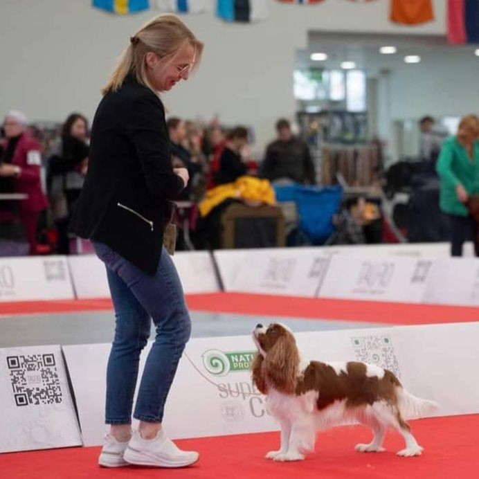 Person and Cavalier King Charles Spaniel on a red carpet at a dog show event.