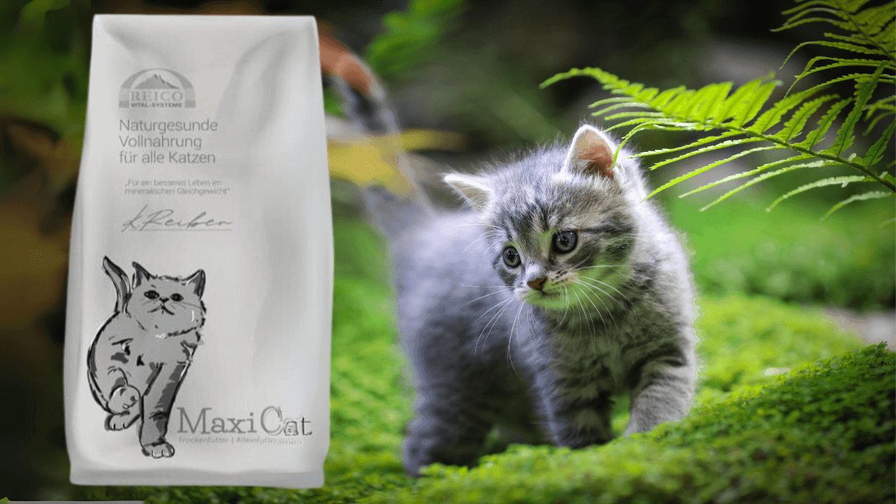 Šalto spaudimo sausas Reico maistas katėms MaxiCat Sterne Menu