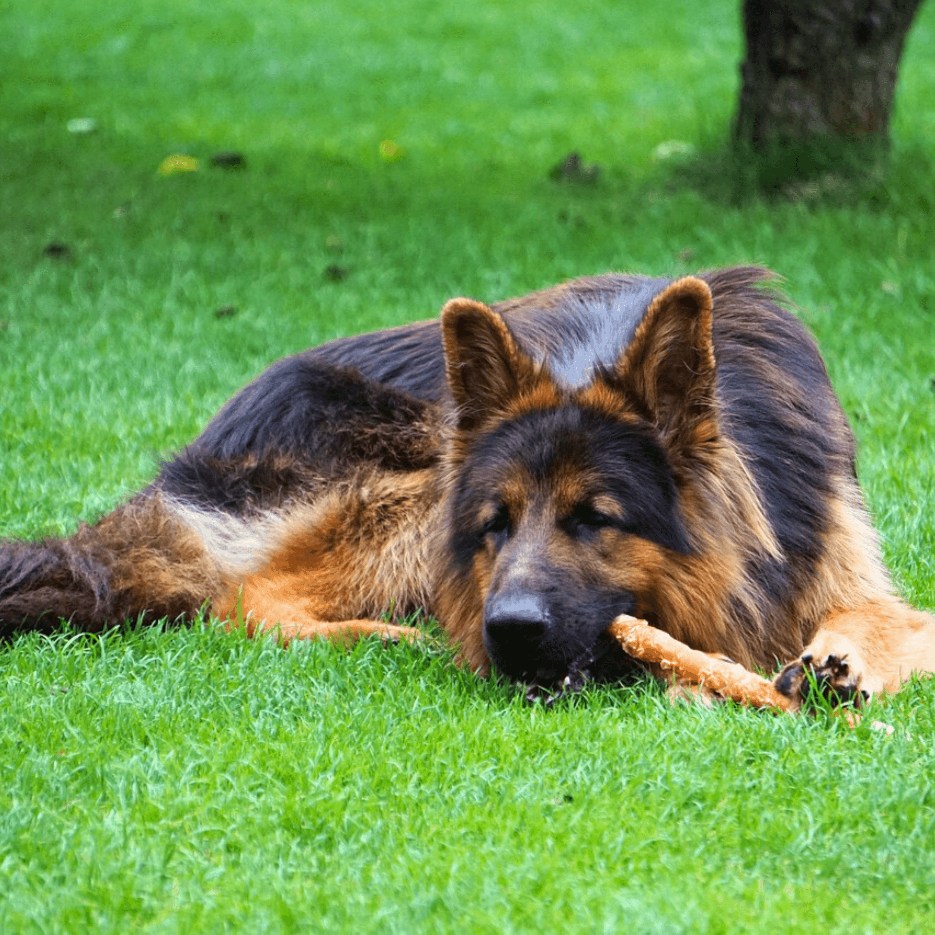 Skanėstai (ruošiama)