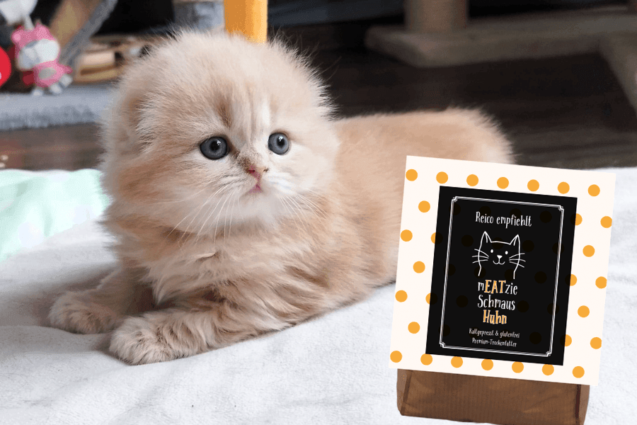 mEATzie Schmaus Huhn - sausas Reico maistas katėms tikro šalto spaudimo iki 38 °C mEATzie Schmaus Huhn - sausas Reico maistas katėms tikro šalto spaudimo iki 38 °C